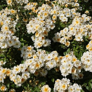 Rosa Goldfinch - Rambler-Rose