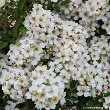 Rosa Galaxy Arcturus - Zwergrose