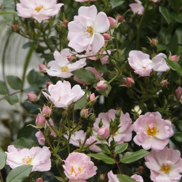 Rosa Sternenhimmel - Zwerg-Parkrose