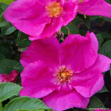 Rosier rugosa Angelia Eglantine - Apfelrose