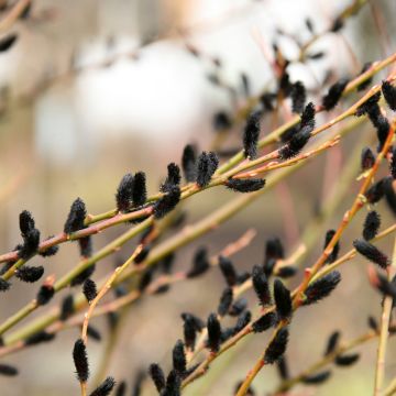 Rosa Kätzchenweide Melanostachys - Salix gracilistyla 