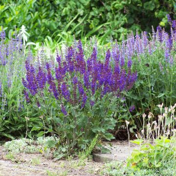 Salvia nemorosa Bazuin Dark Night - Steppen-Salbei