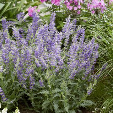 Salvia Feathers Peacock - Guarani-Salbei