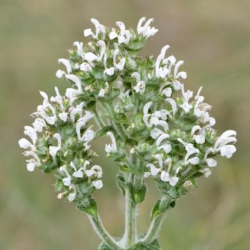 Salvia aethiopis - Ungarn-Salbei