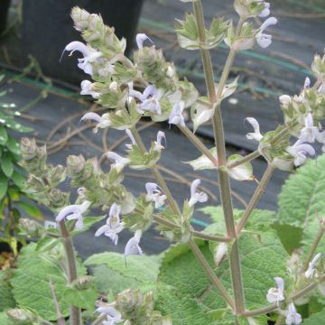 Salvia moorcroftiana - Salbei