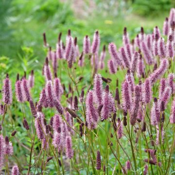 Wiesenknopf Wake Up - Sanguisorba 