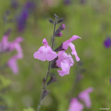 Salvia jamensis Malabar