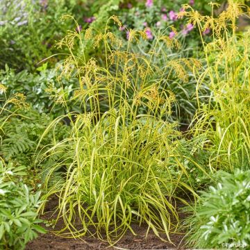 Scirpus pendulus Stars and Strips - Simse