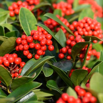 Skimmia japonica Temptation