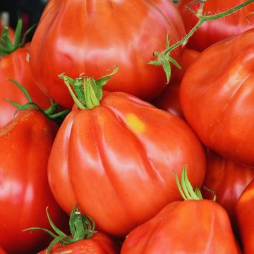Tomate Liguria Bio