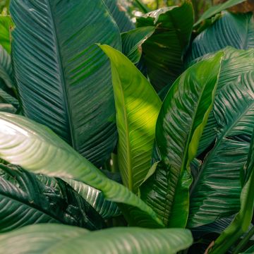 Einblatt - Spathiphyllum Sensation