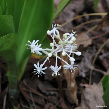 Speirantha convallarioides - Maiglöckchen-Speirantha Speirantha convallarioides - Maiglöckchen-Speirantha