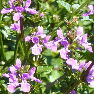 Ziest Lilac Falls - Stachys