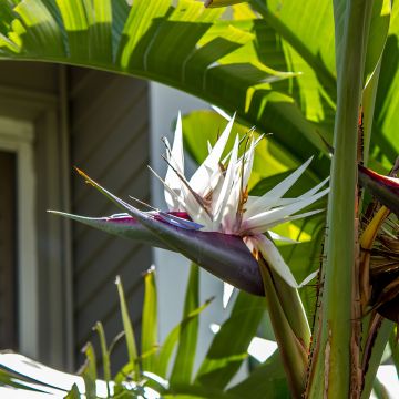 Strelitzia nicolai (samen)