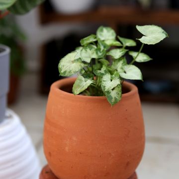 Purpurtute - Syngonium podophyllum Pixie