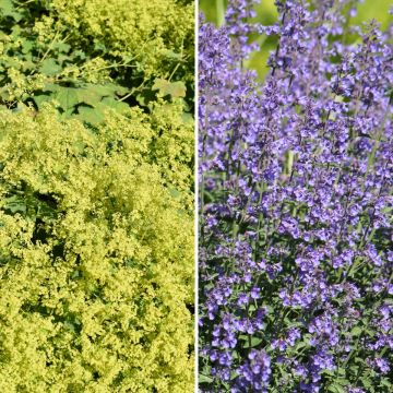 Gelb-Blau-Teppich, Frauenmantel und Katzenminze