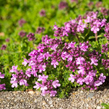 Sand-Thymian oder Feld-Thymian Elfin - Thymus serpyllum