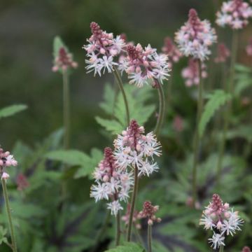 Tiarella Sugar and Spice - Schaumblüte Tiarella Sugar and Spice - Schaumblüte