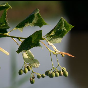 Winter-Linde Rancho - Tilia cordata