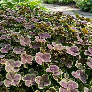 Weiß-KleeQuadrifolium Purpureum - Trifolium repens