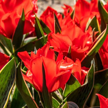Tulipe botanique greigii Rob Verlinden* Tulipe botanique greigii Rob Verlinden*