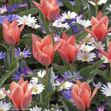 Tulipa kaufmanniana Fritz Kreisler Tulipa kaufmanniana Fritz Kreisler