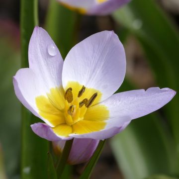 Tulipa saxatilis - Felsen-Tulpe Tulipa saxatilis - Felsen-Tulpe