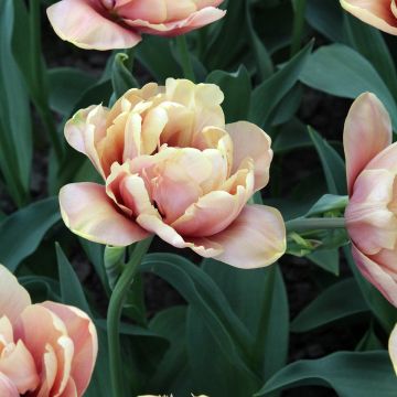 Frühe Gefüllte Tulpe La Belle Epoque