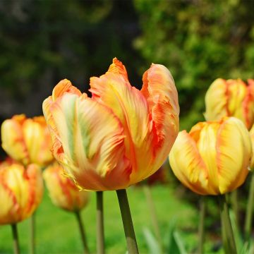 Papageien-Tulpe Comet Papageien-Tulpe Comet
