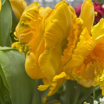 Papageien-Tulpe Gold Race