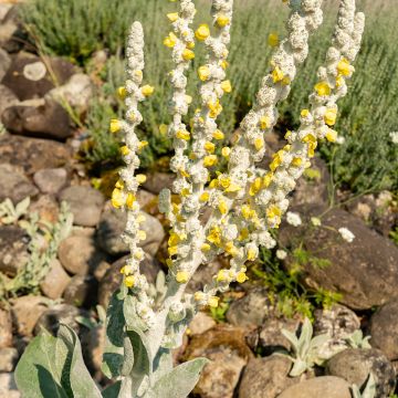 Verbascum bombyciferum Silver Lining (Samen) - Seidige Königskerze