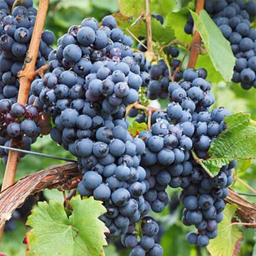 Weinrebe Ampelia Aladin Weinrebe Ampelia Aladin