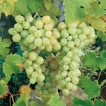 Vigne Italia Vigne Italia