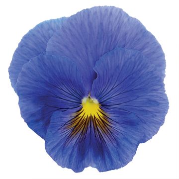 Stiefmütterchen True Blue (Samen)