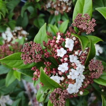 Lorbeerblättriger Schneeball Spirit - Viburnum tinus