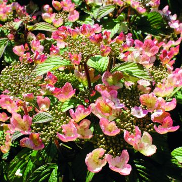 Japanischer Schneeball Pinkimono - Viburnum plicatum Pinkimono Japanischer Schneeball Pinkimono - Viburnum plicatum Pinkimono