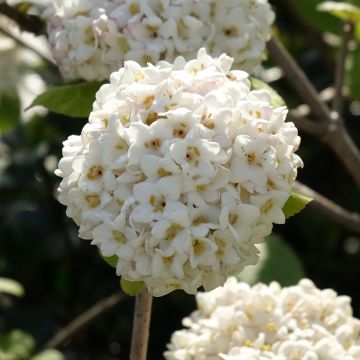 Großblumiger Duftschneeball - Viburnum carlcephalum