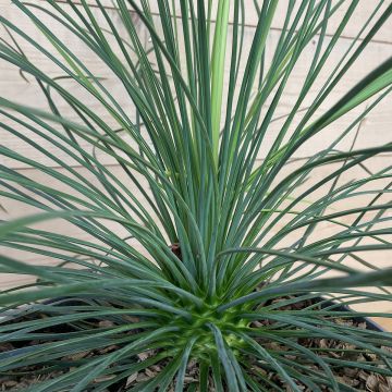 Yucca linearis Cascade - Schmalblättrige Yucca