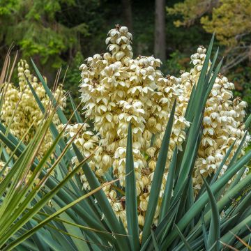 Yucca gloriosa - Kerzen-Palmlilie