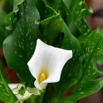 Zantedeschia aethiopica Prince Amaël - Zimmercalla Zantedeschia aethiopica Prince Amaël - Zimmercalla