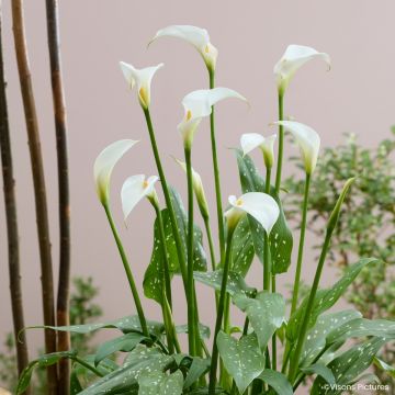 Zantedeschia aethiopica Scented Lady - Zimmercalla