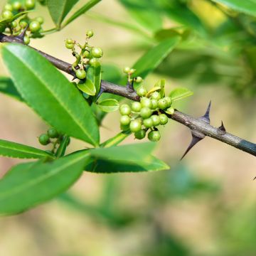 Zanthoxylum armatum - Nepalesischer Pfeffer