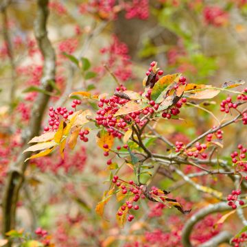 Szechuanpfeffer - Zanthoxylum simulans