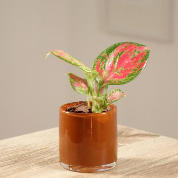 Aglaonema Red Dragon Aglaonema Red Dragon