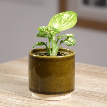 Aglaonema Variegata Pearls - Kolbenfaden