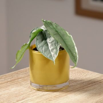 Alocasia Dragon's Breath - Pfeilblatt Alocasia Dragon's Breath - Pfeilblatt