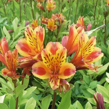 Alstroemeria Inca Exotica - Inkalilie