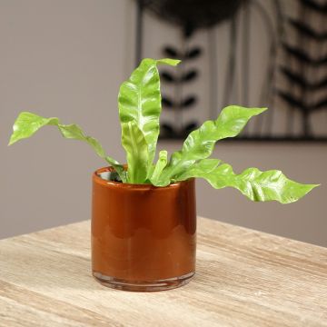 Asplenium nidus Crispy Wave - Vogel-Nestfarn