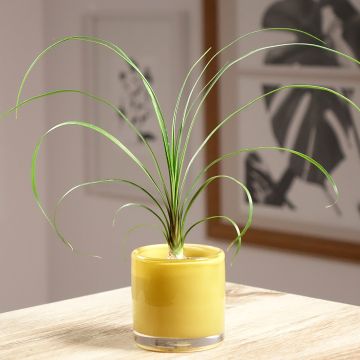 Beaucarnea recurvata - Elefantennuss