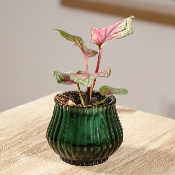 Caladium Lucia Caladium Lucia